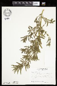 Kochia scoparia image
