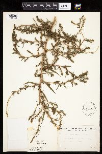Kochia scoparia image