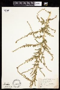 Kochia scoparia image
