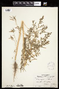 Kochia scoparia image
