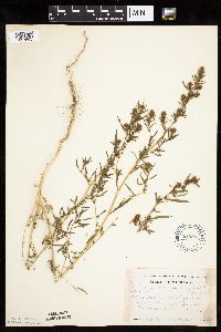 Kochia scoparia image