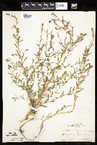 Kochia scoparia image