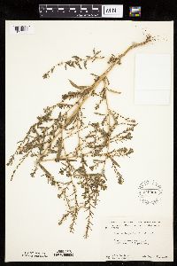 Kochia scoparia image