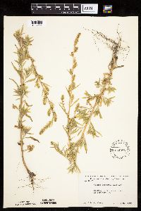 Kochia scoparia image