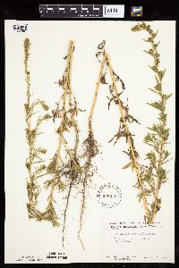 Kochia scoparia image