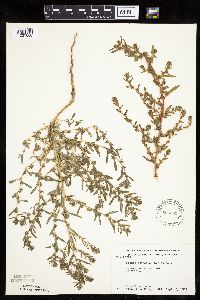Kochia scoparia image