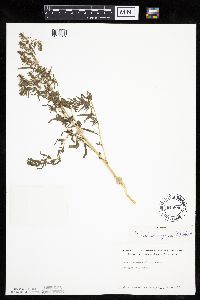 Kochia scoparia image