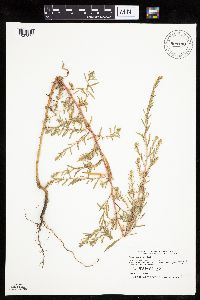 Kochia scoparia image