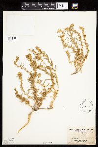thumbnail image of current specimen