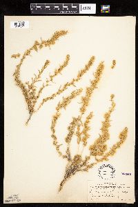 Krascheninnikovia lanata image