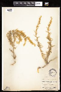 thumbnail image of current specimen