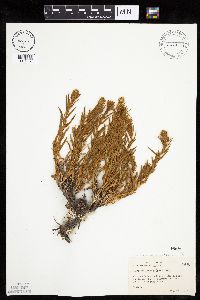 Krascheninnikovia lanata image