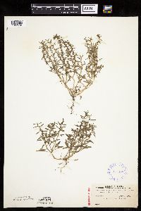 Media resource of Monolepis nuttalliana