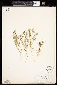 Monolepis nuttalliana image