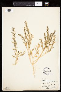 Monolepis nuttalliana image