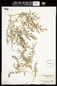 Monolepis nuttalliana image