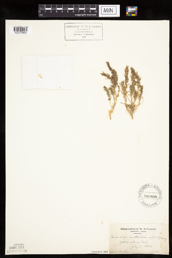 Monolepis nuttalliana image