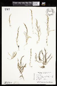 Media resource of Salicornia rubra