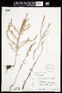 Salsola collina image