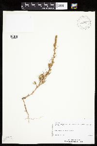 Salsola collina image