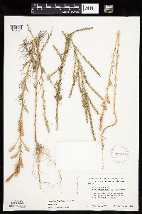 Salsola collina image