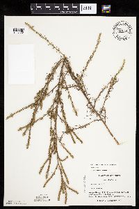 Salsola collina image