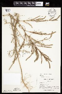 Salsola collina image