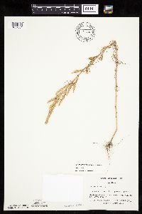 Salsola collina image