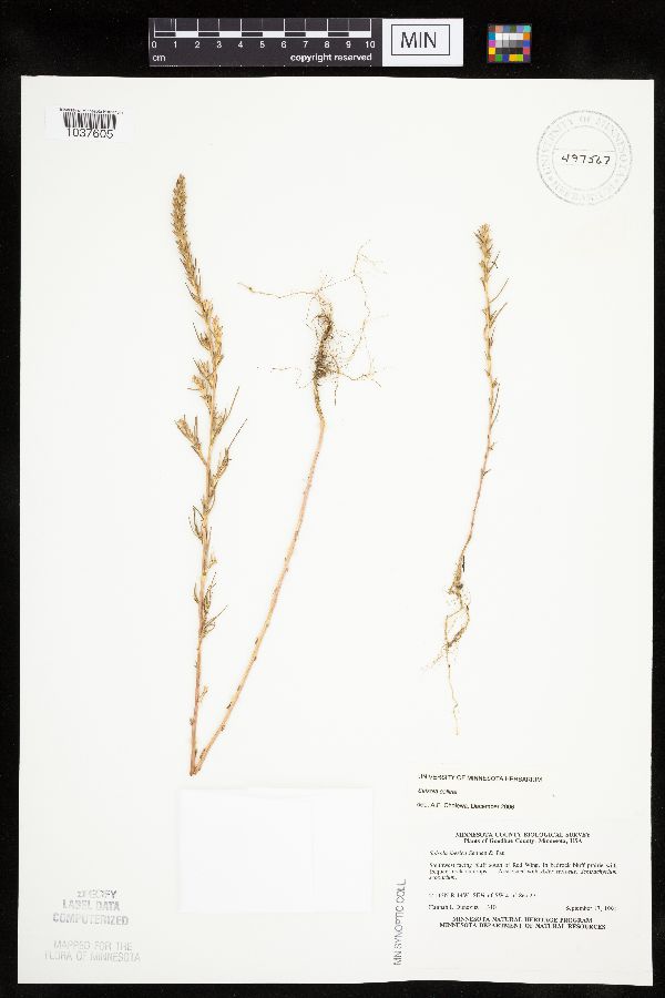 Salsola collina image