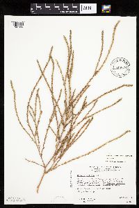 Salsola collina image