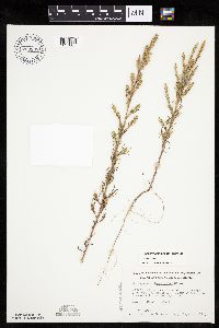 Salsola collina image