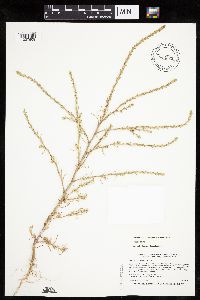 Salsola collina image