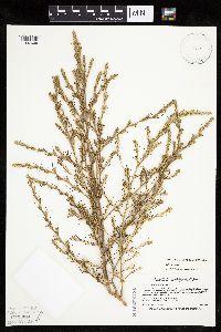 Salsola collina image
