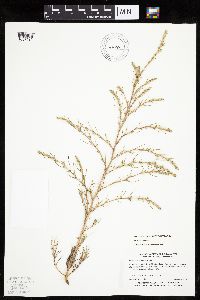 Salsola collina image