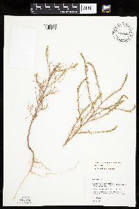 Salsola collina image