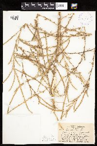 Salsola collina image