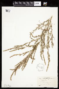 Salsola collina image