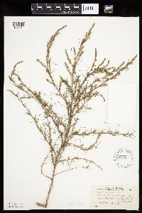 Salsola collina image