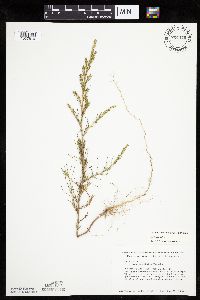Salsola collina image
