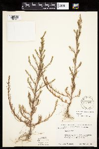 Salsola collina image