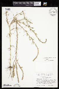 Salsola collina image