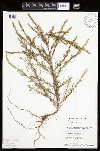 Salsola collina image