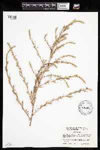 Salsola collina image