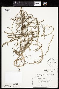 Salsola tragus image