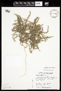 Salsola tragus image