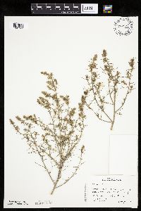 Salsola tragus image