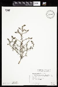 Salsola tragus image