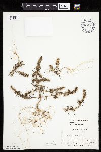 Salsola tragus image