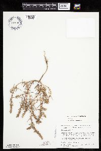 Salsola tragus image