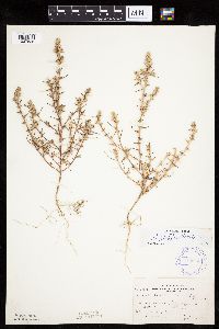 Salsola tragus image